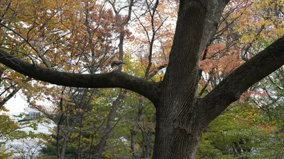 Hawk eating something