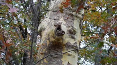 Squirrel peeking out